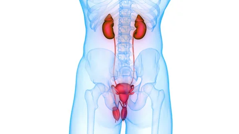 Human Urinary System Kidneys with Bladder Anatomy Animation Concept Stock Footage 281578401