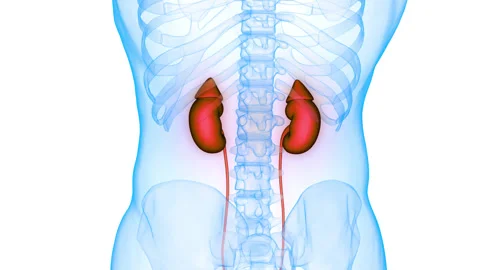 Human Urinary System Kidneys with Bladder Anatomy Animation Concept 스톡 동영상 281578880