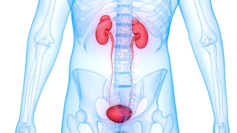 Human Urinary System Kidneys with Bladder Anatomy Animation Concept 스톡 동영상 284196474