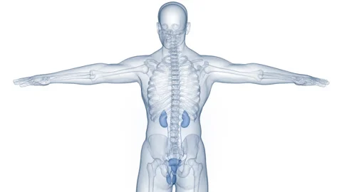 Human Urinary System Kidneys with Bladder Anatomy Animation Concept 스톡 동영상 284196999