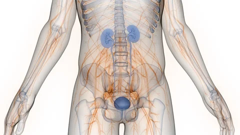 Human Urinary System Kidneys with Bladder Anatomy Animation Concept 스톡 동영상 286006253