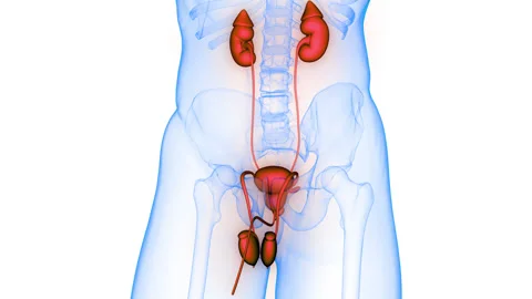 Human Urinary System Kidneys with Bladder Anatomy Animation Concept Stock Footage 286006699