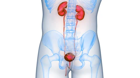Human Urinary System Kidneys with Bladder Anatomy Animation Concept 스톡 동영상 286006910