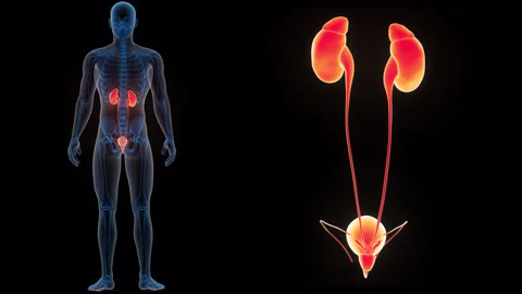 Human Urinary System Kidneys with Bladder Anatomy Animation Concept 스톡 동영상 286007802
