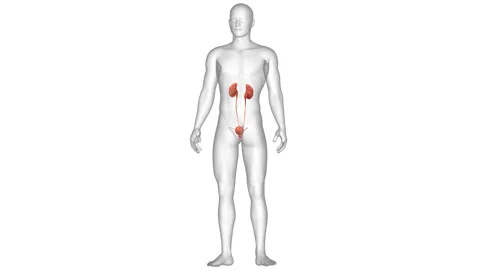 Human Urinary System Kidneys with Bladder Anatomy Animation Concept Stock Footage 286011736