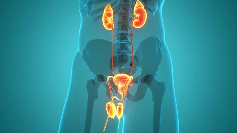 Human Urinary System Kidneys with Bladder Anatomy Animation Concept Stock Footage 286012156