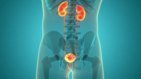 Human Urinary System Kidneys with Bladder Anatomy Animation Concept Stock Footage 286012296