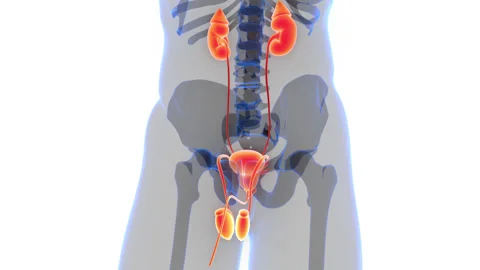 Human Urinary System Kidneys with Bladder Anatomy Animation Concept 스톡 동영상 286012661