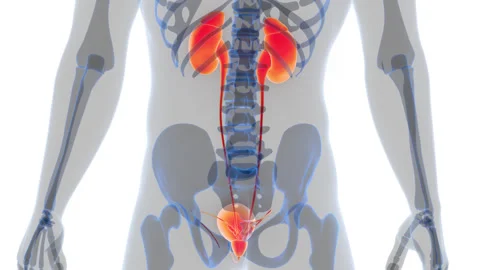 Human Urinary System Kidneys with Bladder Anatomy Animation Concept 스톡 동영상 286013170