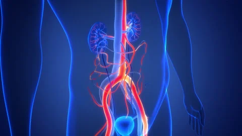 Human Urinary System Kidneys with Bladder Anatomy Animation Concept Stock-Footage 286018032