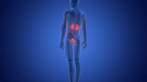 Human Urinary System Kidneys with Bladder Anatomy Animation Concept Stock Footage 290339780