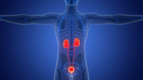 Human Urinary System Kidneys with Bladder Anatomy Animation Concept Stock Footage 291394782