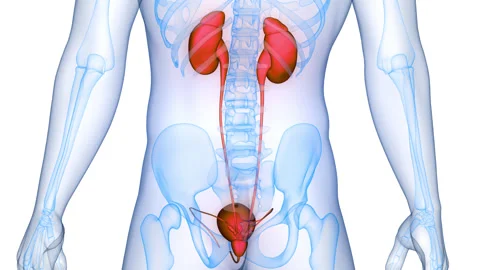 Human Urinary System Kidneys with Bladder Anatomy Animation Concept Stock Footage 291395816