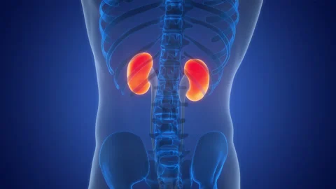 Human Urinary System Kidneys with Bladder Anatomy Animation Concept Stock Footage 303621605