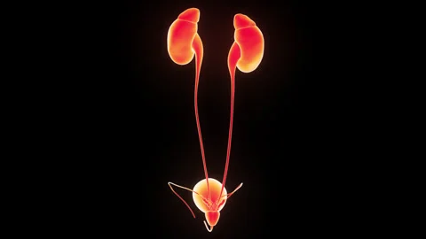 Human Urinary System Kidneys with Bladder Anatomy Animation Concept 스톡 동영상 303623048