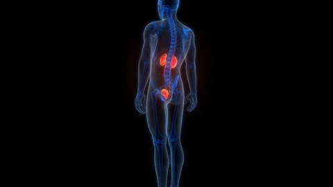 Human Urinary System Kidneys with Bladder Anatomy Animation Concept Stock-Footage 303624811