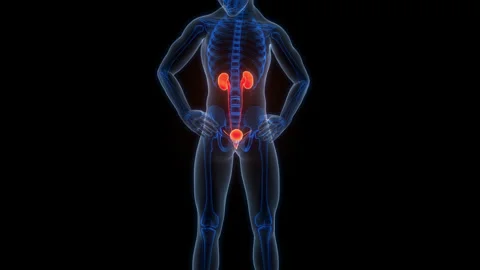 Human Urinary System Kidneys with Bladder Anatomy Animation Concept Stock Footage 303627078