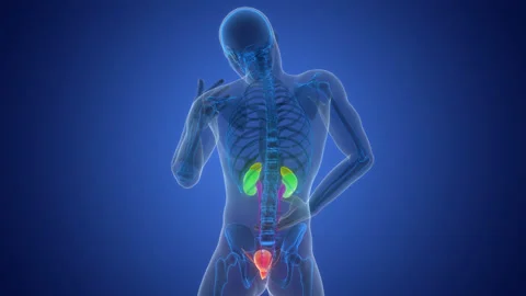 Human Urinary System Kidneys with Bladder Anatomy Animation Concept Видео 303628639