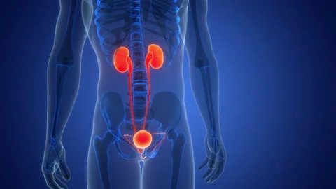 Human Urinary System Kidneys with Bladder Anatomy Animation Concept Stock Footage 307390201