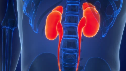 Human Urinary System Kidneys with Bladder Anatomy Animation Concept Video stock 307391606
