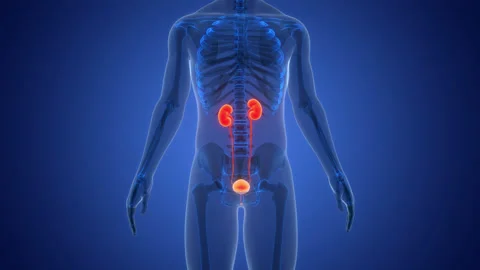 Human Urinary System Kidneys with Bladder Anatomy Animation Concept 스톡 동영상 307392317