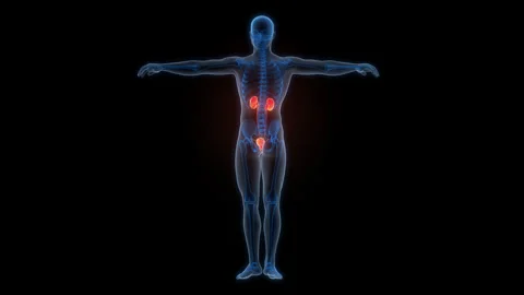 Human Urinary System Kidneys with Bladder Anatomy Animation Concept Stock Footage 307401868