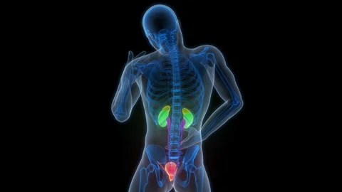 Human Urinary System kidneys with Bladder Anatomy Animation Concept Video stock 307406762
