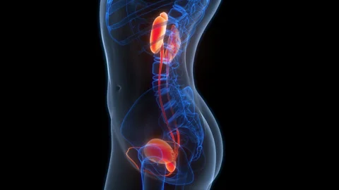 Human Urinary System kidneys with Bladder Anatomy Animation Concept Stock Footage 307407646