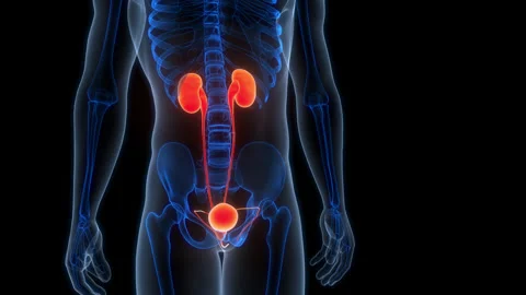 Human Urinary System kidneys with Bladder Anatomy Animation Concept Stock Footage 307409897