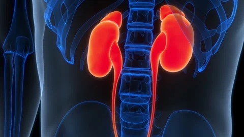 Human Urinary System kidneys with Bladder Anatomy Animation Concept Stock Footage 307410395