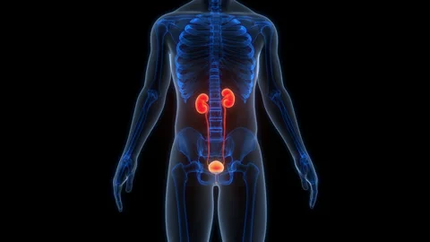 Human Urinary System kidneys with Bladder Anatomy Animation Concept Stock Footage 307410667