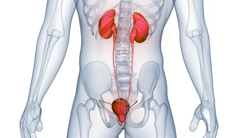 Human Urinary System kidneys with Bladder Anatomy Animation Concept Stock Footage 331861853