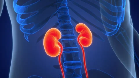Human Urinary System kidneys with Bladder Anatomy Animation Concept Stock Footage 331862554