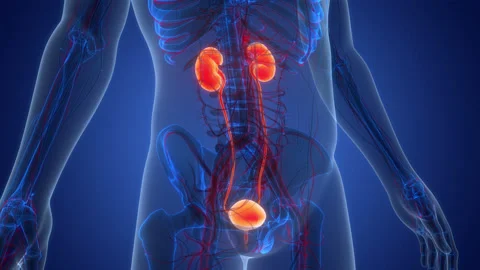 Human Urinary System kidneys with Bladder Anatomy Animation Concept Stock Footage 331863231
