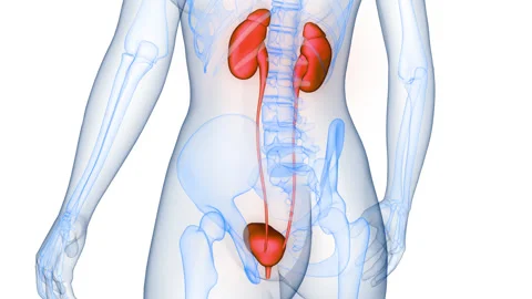 Human Urinary System kidneys with Bladder Anatomy Animation Concept Stock Footage 331863282