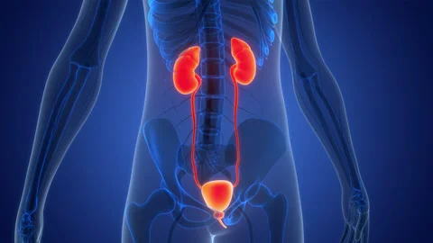 Human Urinary System kidneys with Bladder Anatomy Animation Concept Stock Footage 331863694