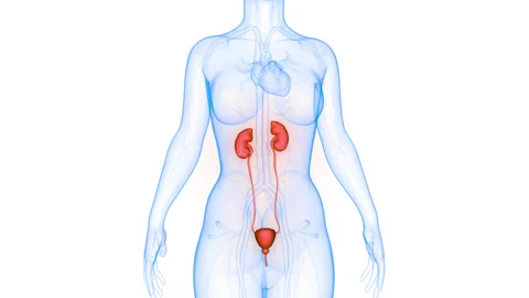Human Urinary System kidneys with Bladder Anatomy Animation Concept Stock Footage 331863905