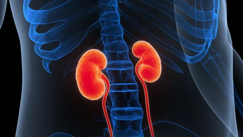 Human Urinary System Kidneys with Bladder Anatomy Animation Concept Stock Footage 340012190