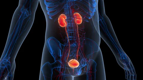 Human Urinary System Kidneys with Bladder Anatomy Animation Concept 스톡 동영상 340012665