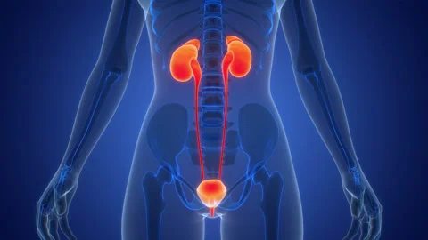 Human Urinary System Kidneys with Bladder Anatomy Animation Concept Stock Footage 340013244