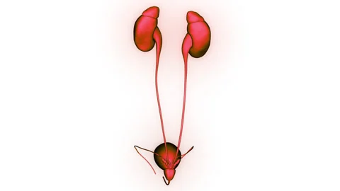 Human Urinary System Kidneys with Bladder Anatomy Animation Concept Video stock 340013487