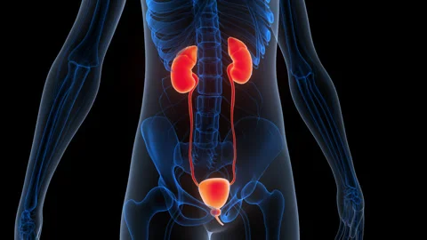 Human Urinary System Kidneys with Bladder Anatomy Animation Concept Stock Footage 340986367