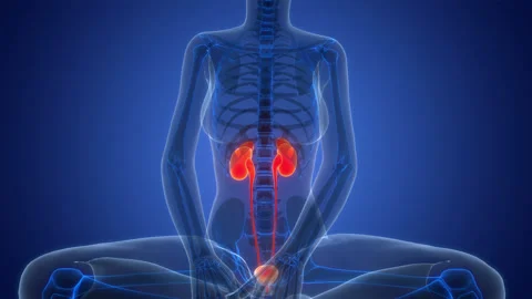 Human Urinary System Kidneys with Bladder Anatomy Animation Concept Stock Footage 342296601