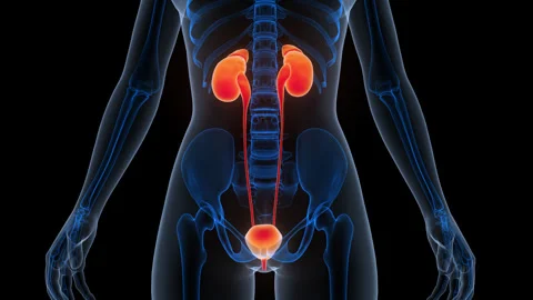 Human Urinary System Kidneys with Bladder Anatomy Animation Concept Stock Footage 342296824