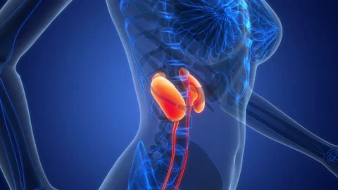 Human Urinary System Kidneys with Bladder Anatomy Animation Concept Stock Footage 342297154