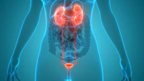 Human Urinary System kidneys with Bladder Anatomy Stock Illustration