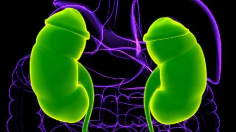 Human Urinary System Kidneys with Bladder Anatomy For Medical Concept 3D Rend Stock Illustration