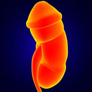Human Urinary System Kidneys with Bladder Anatomy For Medical Concept 3D 스톡 일러스트