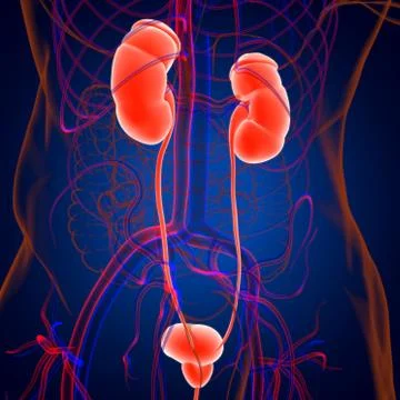 Human Urinary System Kidneys with Bladder Anatomy For Medical Concept 3D Rend Stock Illustration