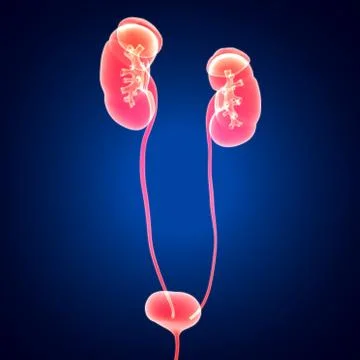 Human Urinary System Kidneys with Bladder Anatomy For Medical Concept 3D Stock Illustration